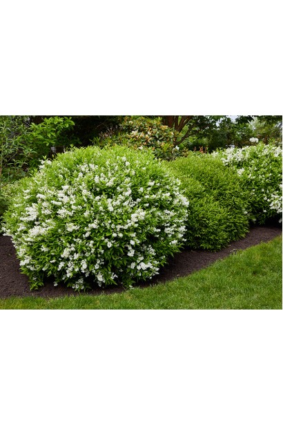 Дейція Nikko стрижений кулястий кущ